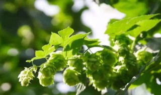 啤酒花种植 啤酒花种植基地