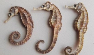 海马功效（印尼海马功效）