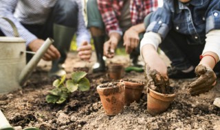 用说明方法介绍一种植物（用说明方法介绍一种植物菊花）