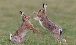 兔子不吃窝边草下一句话是什么 兔子不吃窝边草下一句话是什么生肖