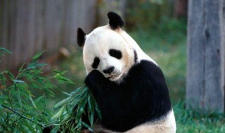 熊猫为什么是国宝（中国熊猫为什么是国宝）