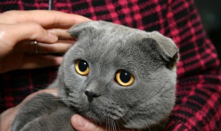 折耳猫多少钱一只（折耳猫多少钱一只正常价）