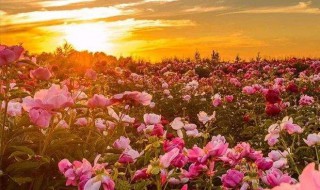 美好的短句 所有的遇见都是美好的短句