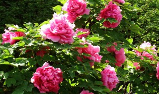 牡丹花的介绍 牡丹花的介绍资料