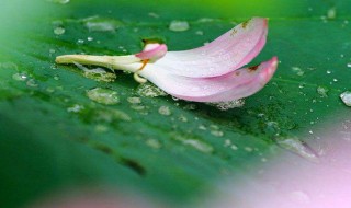 听雨感悟 听雨感悟人生