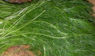 茴香苗怎么吃 茴香苗怎么吃好吃又简单