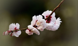 南京的市花是什么（南京的市花是什么花）