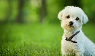 狗狗发出低鸣呜呜声是什么意思（狗狗最近发出低鸣声咋回事）