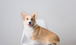 找狗很灵的方法（找狗很灵的方法被别人抱走）