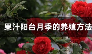 果汁阳台月季的养殖方法和注意事项 果汁阳台能活几年