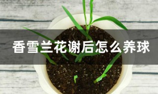 香雪兰花谢后怎么养球（香雪兰花谢后怎么养球呢）