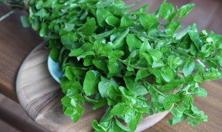 枸杞叶汤的做法（猪肝瘦肉枸杞叶汤的做法）