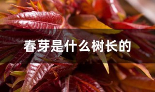 春芽是什么树长的 春芽到底是什么树