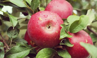 苹果塔的做法（苹果塔的切法）