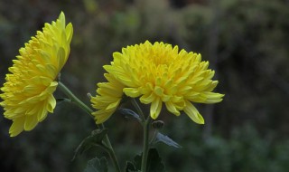 菊花有什么种类（菊花有什么种类图片）