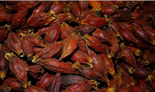 栀子泡水能长期喝吗（栀子泡水能长期喝吗百度百科）