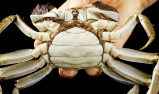 请问吃螃蟹不能吃什么 吃螃蟹不能吃什么喝什么