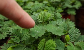 怎么描写含羞草（怎么描写含羞草的变化）