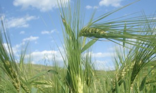 青稞怎么读（青稞怎么读,果实图片）