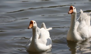鹅英语怎么读 鹅英语怎么读 单词