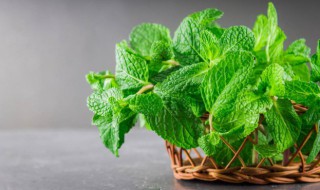 薄荷怎么读 薄荷怎么读拼音是什么