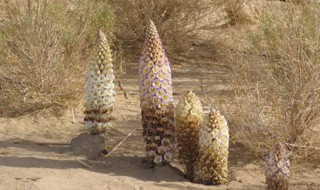 吃肉苁蓉有什么禁忌 吃肉苁蓉有哪些禁忌