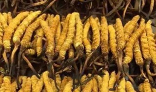 断草和整草的营养价值会不会不一样（断虫草为什么那么便宜）