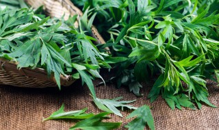 艾叶泡脚可以天天泡脚吗（艾叶泡脚可以天天泡脚吗?）