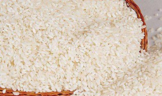 大米已经生了虫子怎么办（大米已经生了虫子怎么办视频）