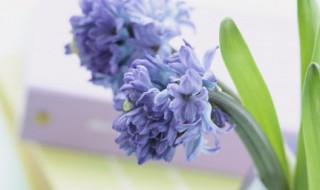 咏物的古诗 咏物的古诗大全300首