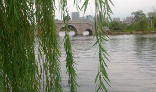 描写柳树的古诗 描写柳树的古诗大全300首