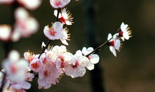 桃花是什么颜色 桃花是什么颜色的花