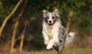 家庭养什么狗最干净（家庭养什么狗最干净和听话）