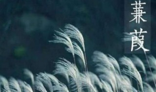 诗经蒹葭（诗经蒹葭表达了什么思想感情）