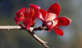 木棉花和攀枝花是一种花吗（木棉花和攀枝花是一种花吗视频）