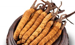 新鲜虫草怎么吃最好 新鲜的虫草怎么食用