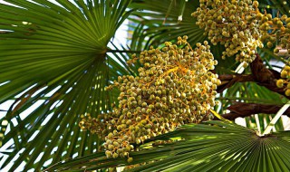 棕树籽怎么吃 棕树籽怎么吃才能补肾壮阳
