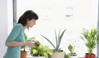 叶子很小圆形有釉开小花的植物（圆形叶子开小花是什么花）