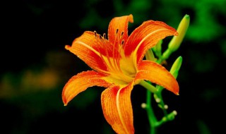 我国古人常用哪种植物象征母爱（我国古人常用哪种植物象征母爱的精神）