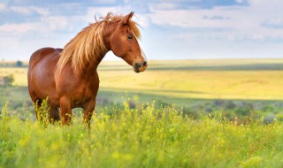 千里马的意思（伯乐遇到千里马的意思）