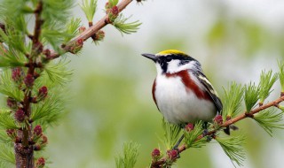 什么的小鸟 什么的小鸟在什么的天空中飞翔填空