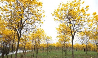 松山湖黄花风铃木怎么导航（东莞 黄花风铃木）