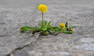 孕妇可以喝蒲公英泡水吗（蒲公英泡水喝竟有6个害处）