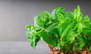 薄荷叶泡水的禁忌 薄荷叶泡水的禁忌和副作用