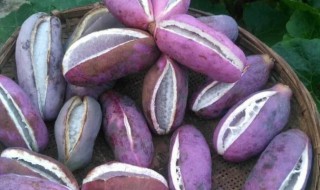 八月瓜禁忌人群（八月瓜禁忌人群是什么）