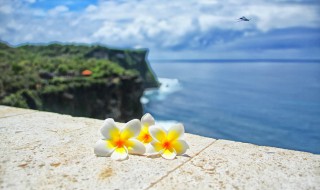 清真是什么意思（本店清真是什么意思）