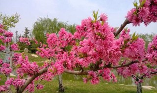 桃花什么季节开（桃花什么季节开?）