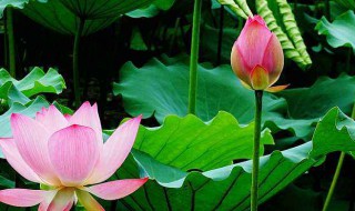 荷花是什么季节开的 菊花和荷花是什么季节开的