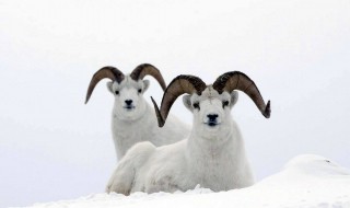 地羊是什么动物（地羊是啥）