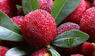 杨梅洗干净怎么保存(杨梅洗干净怎么保存久一点)